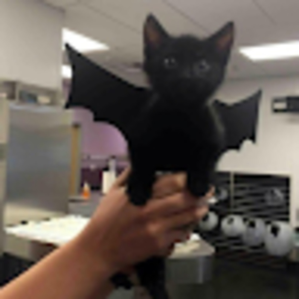 Meet your Posher, Allyson